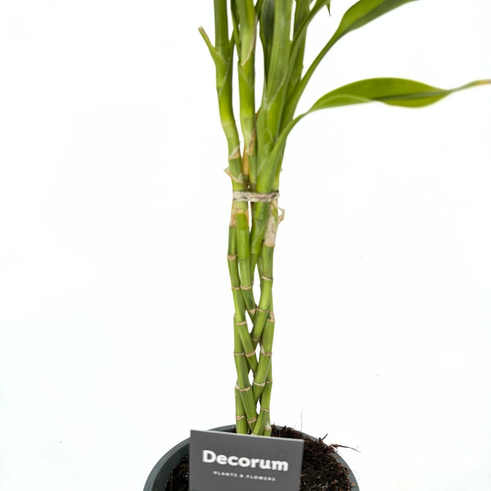 Bambus Norocos/Lucky Dracaena Lemon Lime, 50cm, 3 tulpini impletite