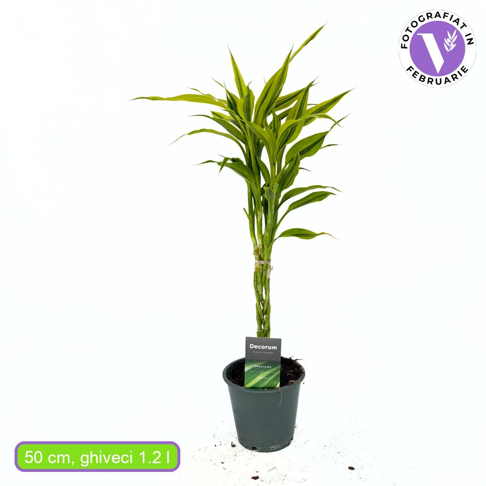 Dracaena sanderiana 5 tulpini impletite | Verdena – VERDENA