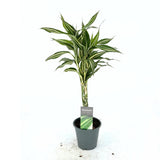 Bambus Norocos/Lucky Dracaena Cintho, 3 tulpini impletite, 50 cm