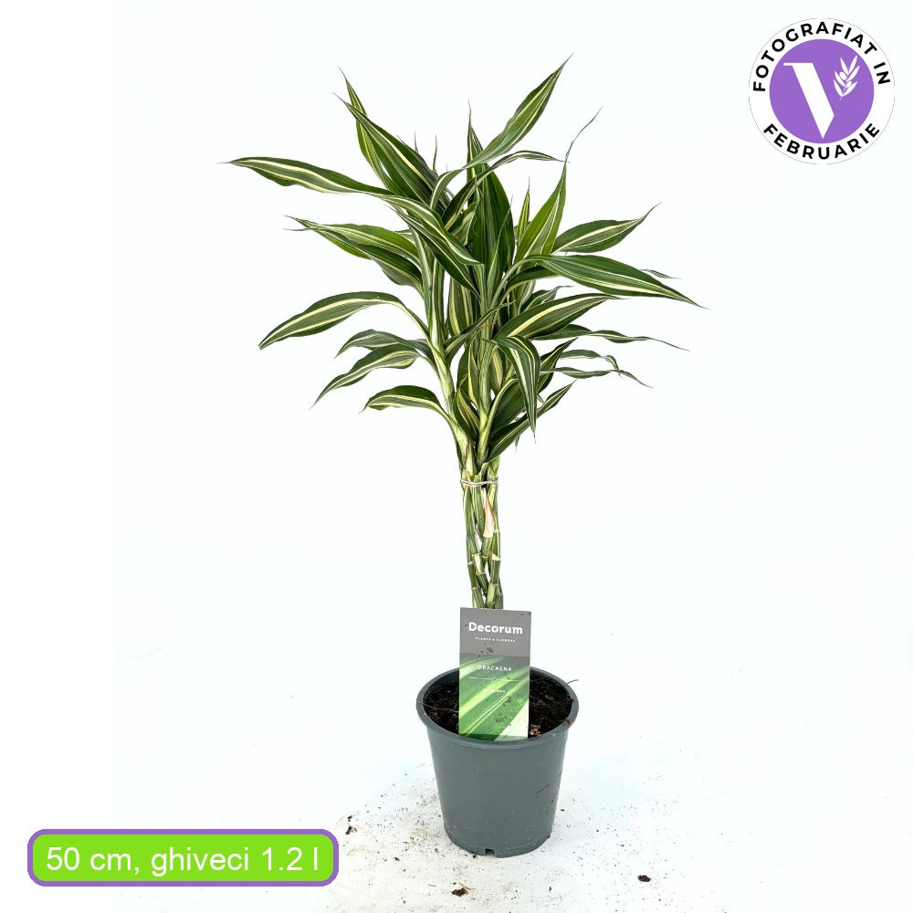 Bambus Norocos/Lucky Dracaena Cintho, 3 tulpini impletite, 50 cm