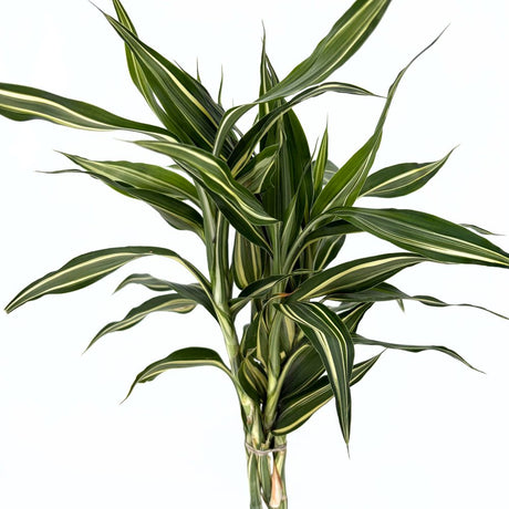 Bambus Norocos/Lucky Dracaena Cintho, 3 tulpini impletite, 50 cm