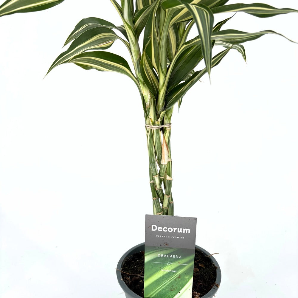 Bambus Norocos/Lucky Dracaena Cintho, 3 tulpini impletite, 50 cm