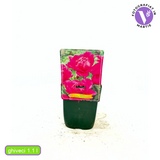 Bujor nobil Bouquet Perfect, cu flori roz