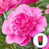 Bujor nobil Bouquet Perfect, cu flori roz