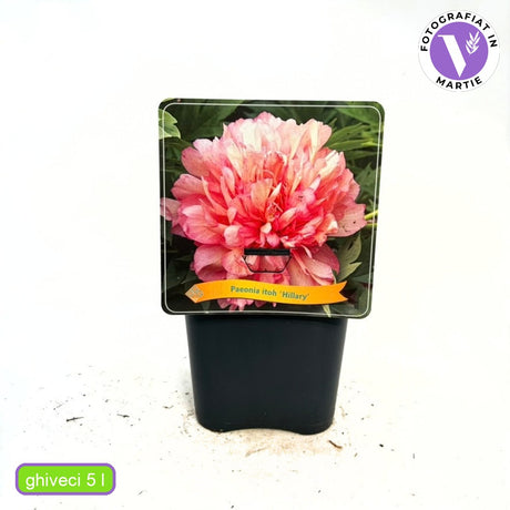 Bujor Hibrid Itoh Hillary, cu flori corai