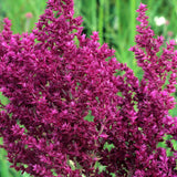 Salvia ornamentala Schwellenburg, perena cu flori violet, inflorire bogata, frunzis aromat