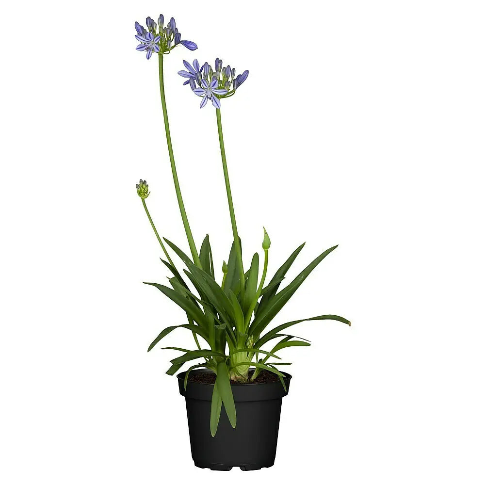 Crin African Agapanthus Blue Umbrella, flori albastre-deschis elegante in globuri, planta exotica rezistenta