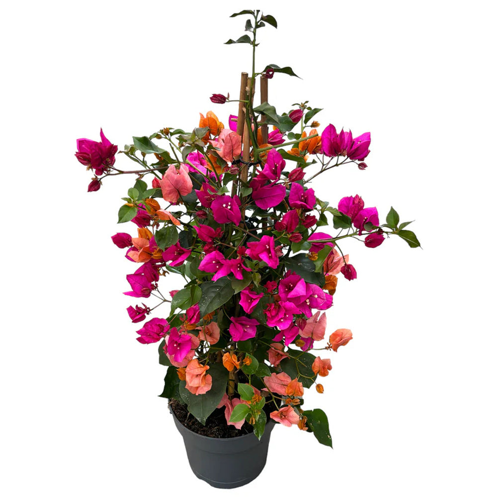 Floare de Hartie Bougainvillea Carnaval, planta ornamentala urcatoare flori roz, galben, portocaliu