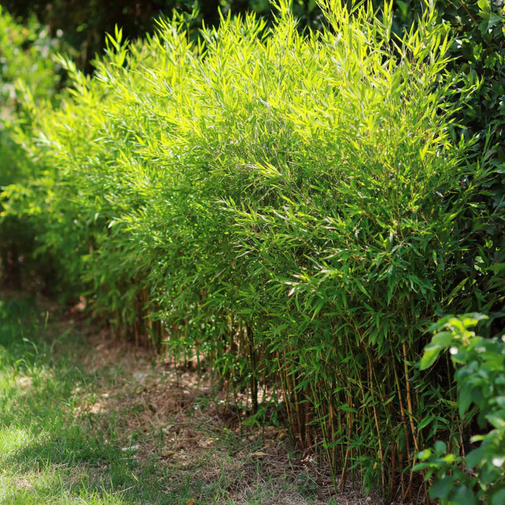 bambus frucht Seedeo® Moso Bambus (Riesenbambus) Phyllostachys edulis 100 Samen main image 0