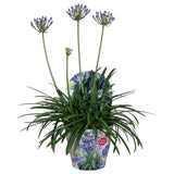 Crin African Agapanthus Northern Star, flori albastre in globuri, planta exotica rezistenta
