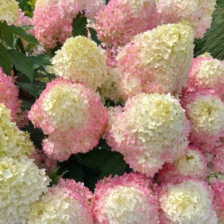 Hortensie de gradina (Paniculata) Living Sugar Rush, cu flori mari, albe cu nuante roz delicate