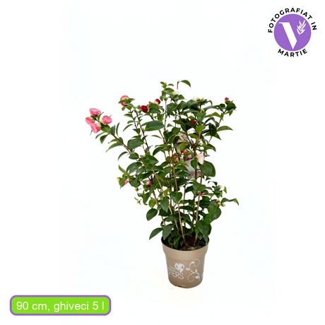 Trandafir Japonez Camellia Tricolor, cu flori roz-alb-rosu, infloreste in Februarie-Martie.