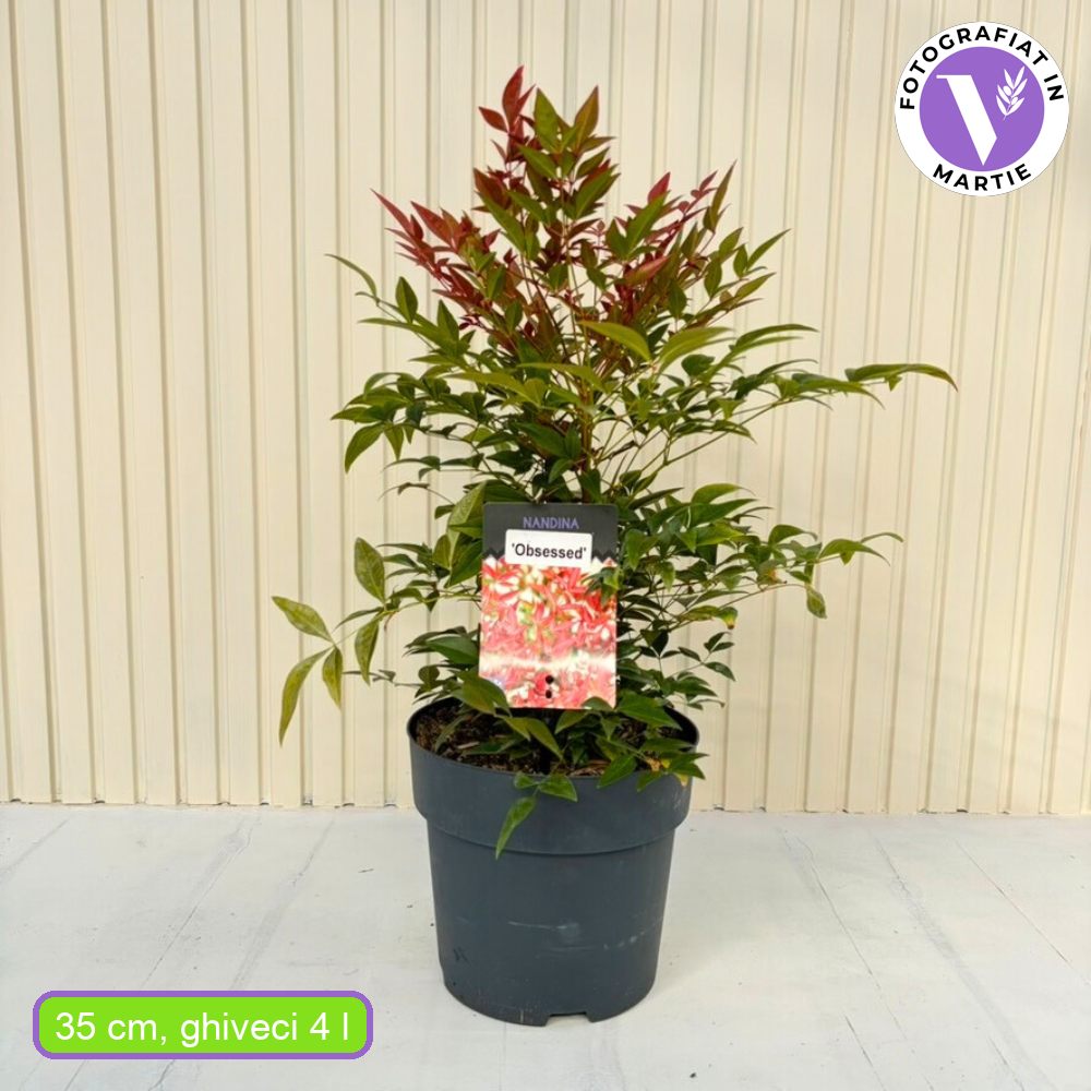 Bambus Sacru Rosu Nandina Obsessed, vesnic verde, frunzis roz-rosu, decorativ, ghiveci sau gradina, gradina japoneza, feng shui