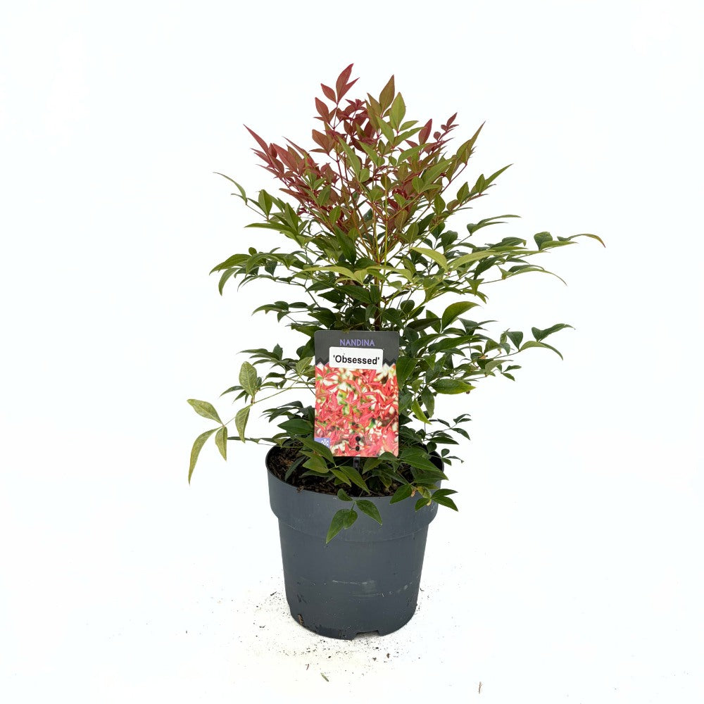 Bambus Sacru Rosu Nandina Obsessed, vesnic verde, frunzis roz-rosu, decorativ, ghiveci sau gradina, gradina japoneza, feng shui