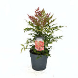 Bambus Sacru Rosu Nandina Obsessed, vesnic verde, frunzis roz-rosu, decorativ, ghiveci sau gradina, gradina japoneza, feng shui