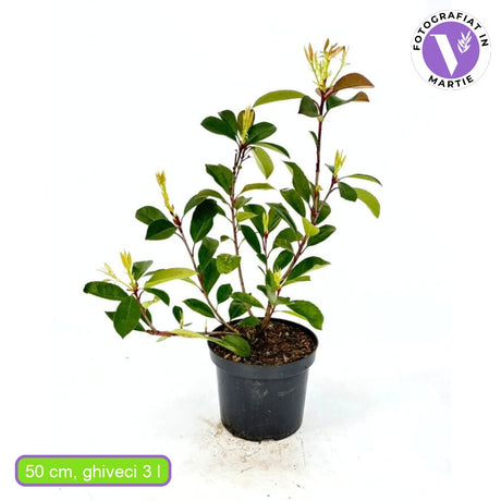 Photinia Red Robin, gard viu rosu vesnic verde, rezistent la frig si la seceta