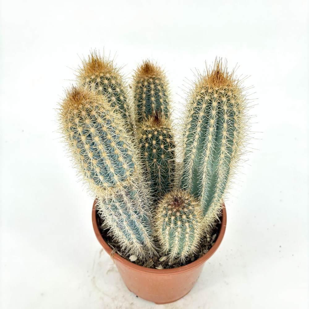 Cactus Vatricania Guentheri, 35 cm, cactus columnar albastru exotic, cactus decorativ interior rezistent seceta, planta suculenta rara pentru casa si birou