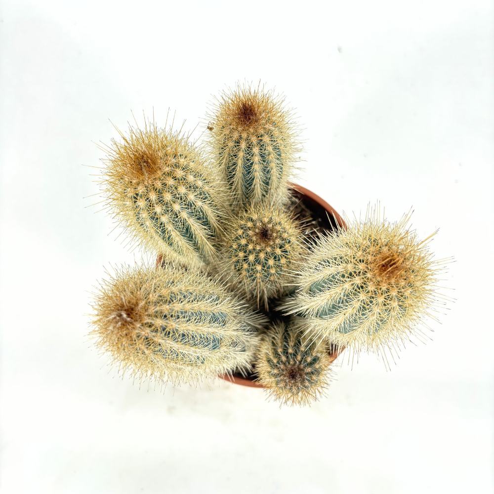 Cactus Vatricania Guentheri, 35 cm, cactus columnar albastru exotic, cactus decorativ interior rezistent seceta, planta suculenta rara pentru casa si birou