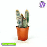 Cactus Vatricania Guentheri, 35 cm, cactus columnar albastru exotic, cactus decorativ interior rezistent seceta, planta suculenta rara pentru casa si birou