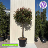 Photinia Copac Red Robin, arbore ornamental vesnic verde, frunzis rosu decorativ, crestere rapida