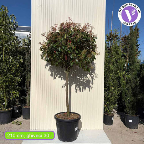Photinia Copac Red Robin, arbore ornamental vesnic verde, frunzis rosu decorativ, crestere rapida