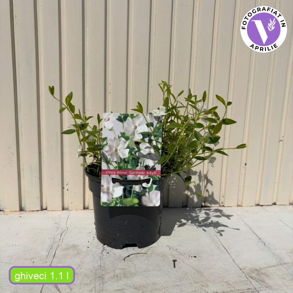 Saschiu cu frunza mica (Vinca Minor), taratoare, vesnic verde cu flori albe, semi-umbra sau umbra