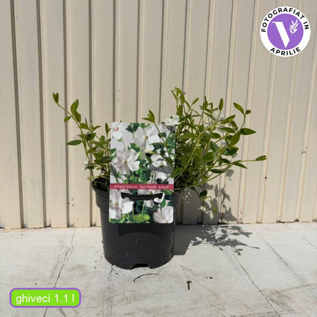 Saschiu cu frunza mica (Vinca Minor), taratoare, vesnic verde cu flori albe, semi-umbra sau umbra