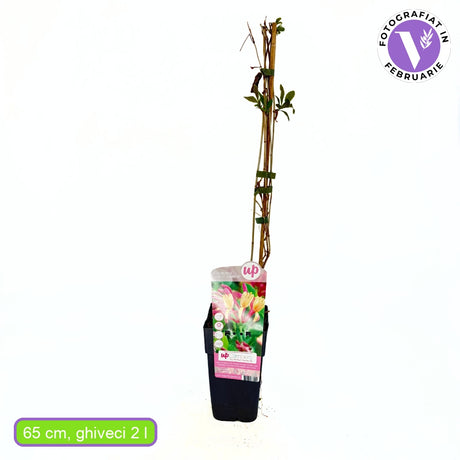 Mana Maicii Domnului/Caprifoi (Lonicera) Goldflame, planta cataratoare cu flori parfumate roz-galbene, crestere rapida