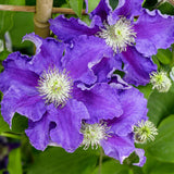 Clematita (Clematis) Baroness Fookes, mov-albastra cataratoare, inflorire abundenta