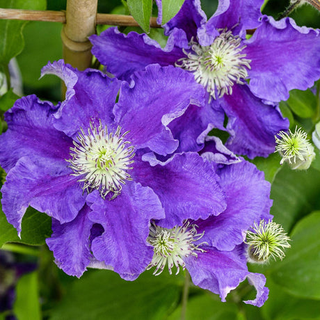 Clematita (Clematis) Baroness Fookes, mov-albastra cataratoare, inflorire abundenta