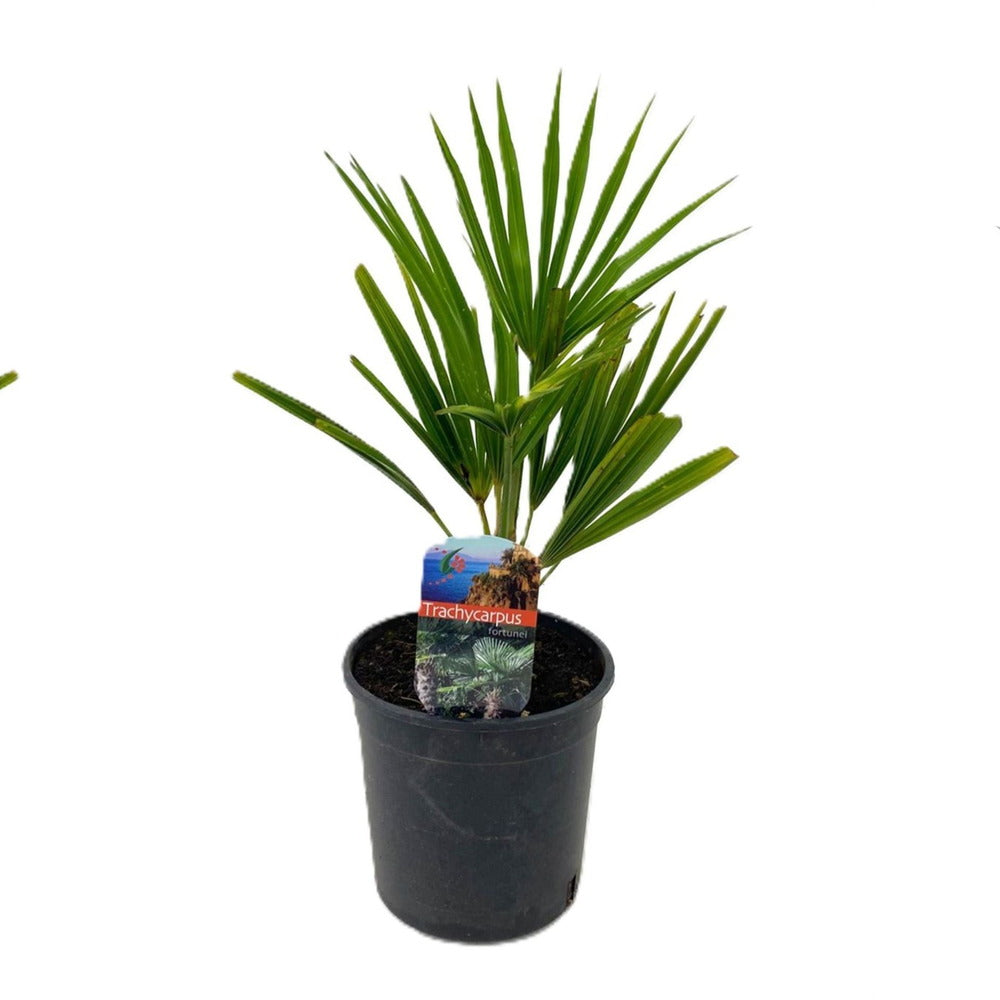 Palmier Morisca Trachycarpus Fortunei, 30-40 cm, rezistent la ger, frunzis exotic, crestere moderata