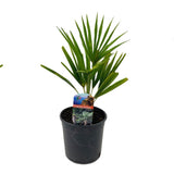 Palmier Morisca Trachycarpus Fortunei, 30-40 cm, rezistent la ger, frunzis exotic, crestere moderata