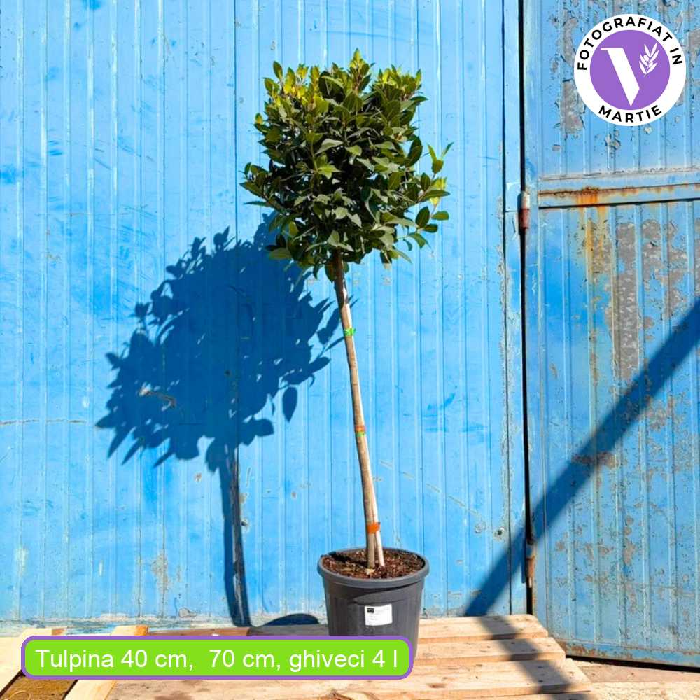 Dafin Comestibil, Laurus nobilis, copacel de dafin cu coroana sferica, frunze aromate si decor elegant