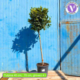 Dafin Comestibil, Laurus nobilis, copacel de dafin cu coroana sferica, frunze aromate si decor elegant