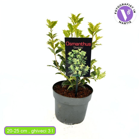 Ilex Fals Japonez Osmanthus heterophyllus Tricolor Goshiki, arbust vesnic verde, frunzis tricolor decorativ, flori cu parfum dulce intens, usor de intretinut