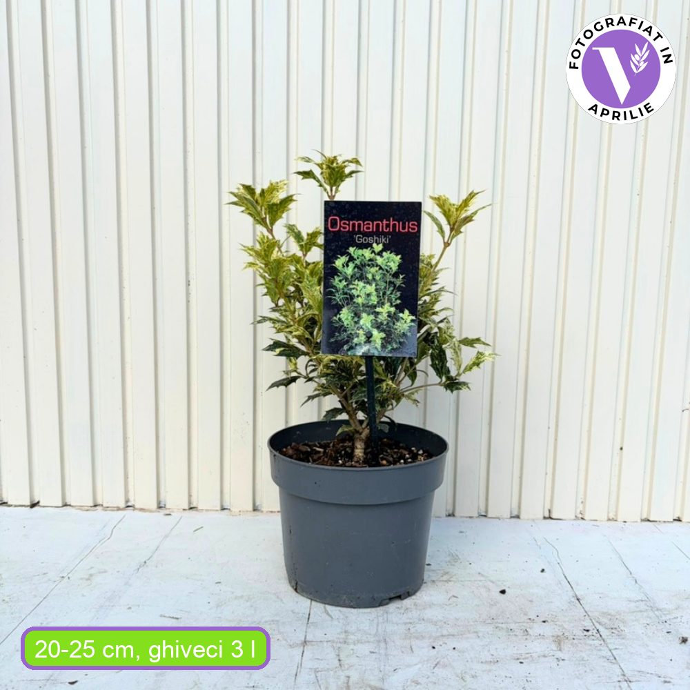 Ilex Fals Japonez Osmanthus heterophyllus Tricolor Goshiki, arbust vesnic verde, frunzis tricolor decorativ, flori cu parfum dulce intens, usor de intretinut