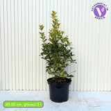 Ilex Fals Japonez Osmanthus heterophyllus Tricolor Goshiki, arbust vesnic verde, frunzis tricolor decorativ, flori cu parfum dulce intens, usor de intretinut