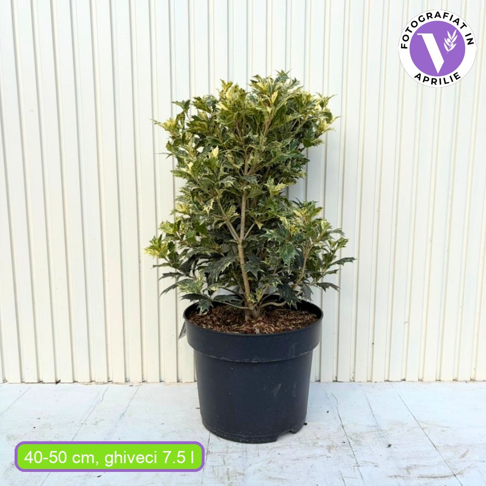 Ilex Fals Japonez Osmanthus heterophyllus Tricolor Goshiki, arbust vesnic verde, frunzis tricolor decorativ, flori cu parfum dulce intens, usor de intretinut