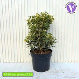 Ilex Fals Japonez Osmanthus heterophyllus Tricolor Goshiki, arbust vesnic verde, frunzis tricolor decorativ, flori cu parfum dulce intens, usor de intretinut