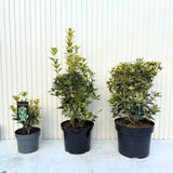 Ilex Fals Japonez Osmanthus heterophyllus Tricolor Goshiki, arbust vesnic verde, frunzis tricolor decorativ, flori cu parfum dulce intens, usor de intretinut