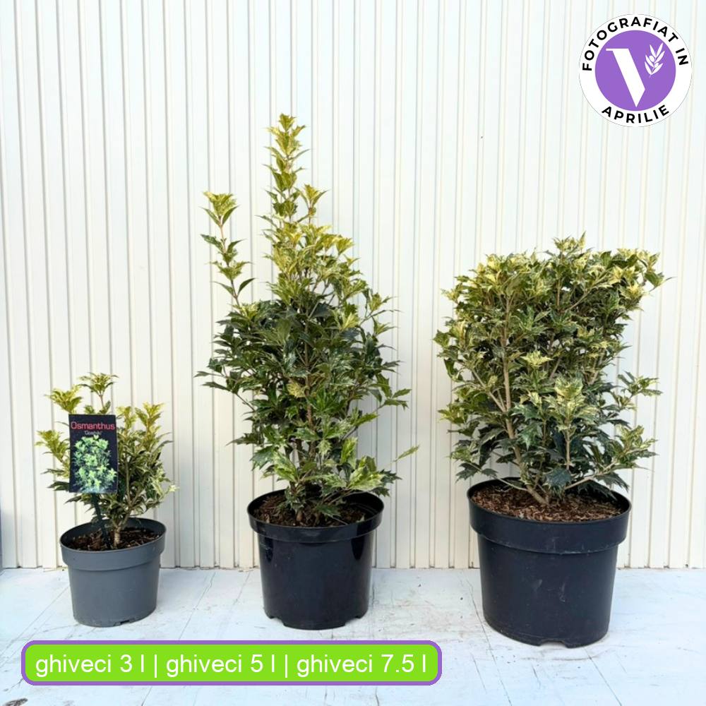 Ilex Fals Japonez Osmanthus heterophyllus Tricolor Goshiki, arbust vesnic verde, frunzis tricolor decorativ, flori cu parfum dulce intens, usor de intretinut