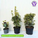 Ilex Fals Japonez Osmanthus heterophyllus Tricolor Goshiki, arbust vesnic verde, frunzis tricolor decorativ, flori cu parfum dulce intens, usor de intretinut