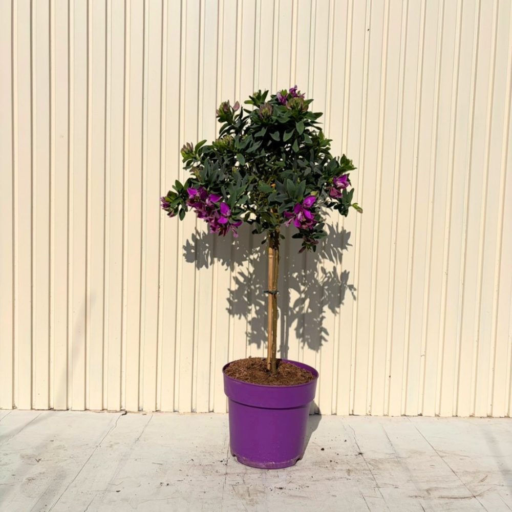 Liliac Exotic (Myrtifolia Polygala) Bibi Pink | Verdena – VERDENA