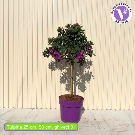Polygala myrtifolia Bibi Pink, copacel decorativ cu flori mov-roz parfumate, pentru terasa, balcon si gradini protejate