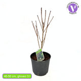 Arbore de Fum, Scumpie Rosie (Cotinus) Royal Purple, frunze rosii-purpurii, crestere rapida, gard viu sau planta solitara