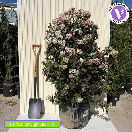 Bulgare de Zapada Tinus (Calinul), cu flori roz-albe si parfum placut, planta vesnic verde