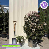 Bulgare de Zapada Tinus (Calinul), cu flori roz-albe si parfum placut, planta vesnic verde