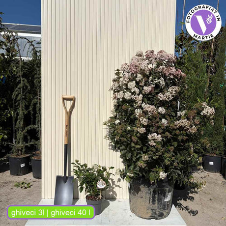 Bulgare de Zapada Tinus (Calinul), cu flori roz-albe si parfum placut, planta vesnic verde