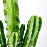 Cactus Candelabru African Erytrea, planta de interior suculenta cu forma arhitecturala, frunze verzi ramificate si intretinere usoara - 140 cm