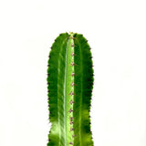 Cactus Candelabru African Erytrea, planta de interior suculenta cu forma arhitecturala, frunze verzi ramificate si intretinere usoara - 140 cm